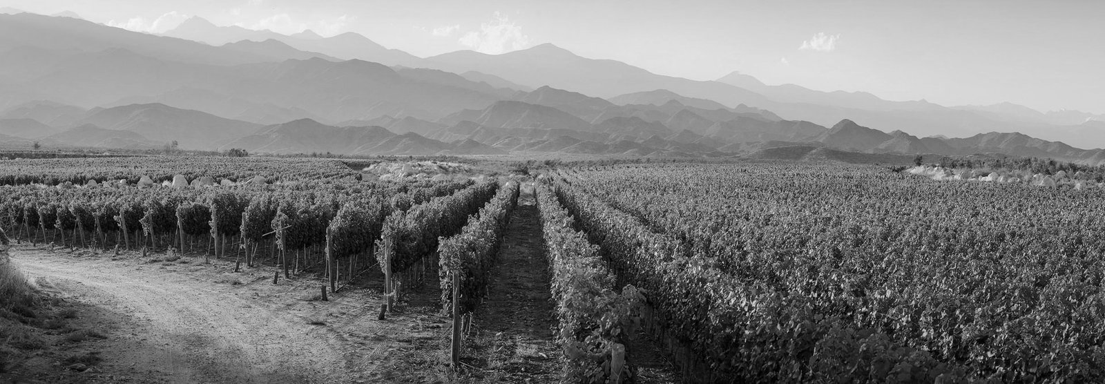 Viñedos al pie de la cordillera en Mendoza
