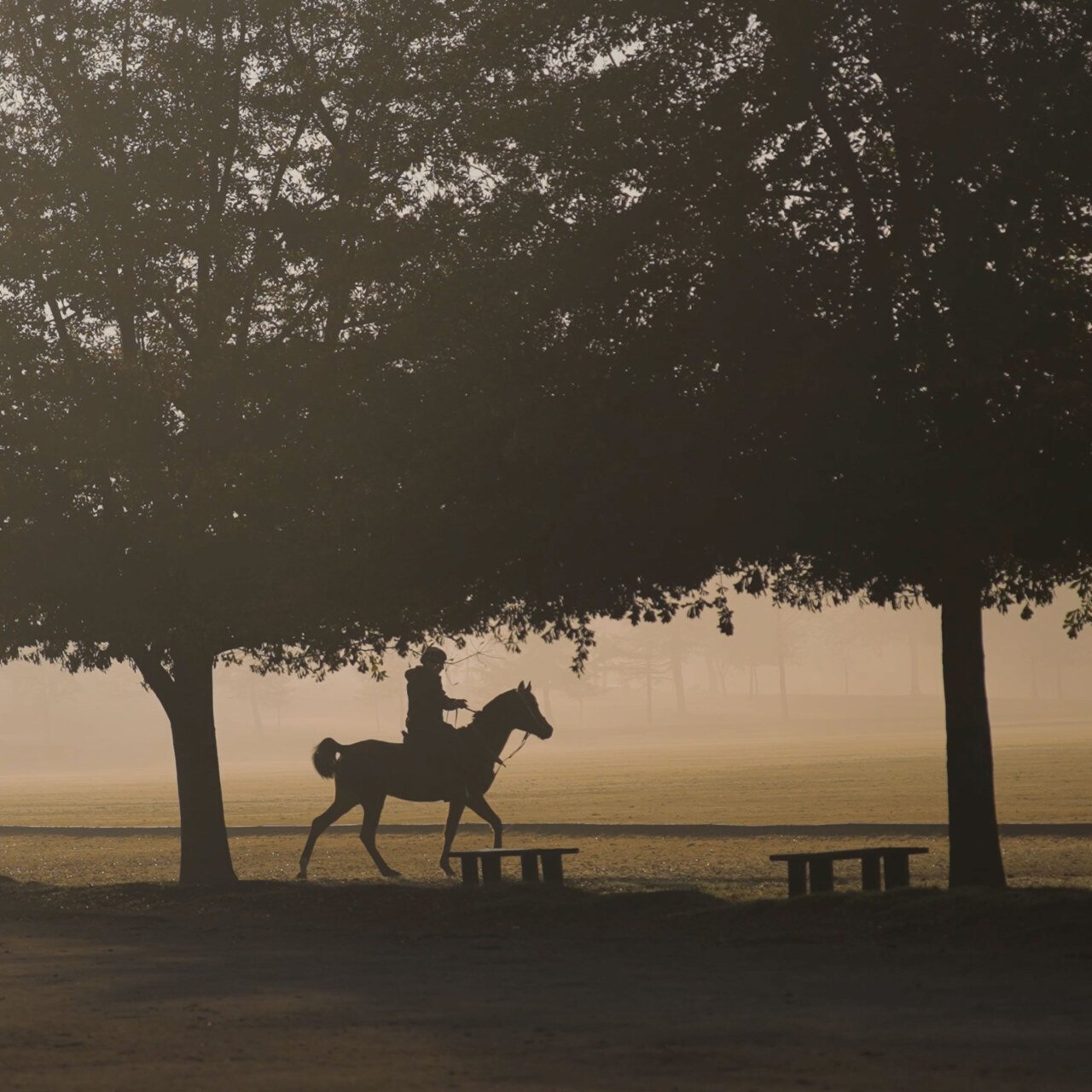 Video Viñedo Chadwick. Icon Wine. Chile. Argency. Agencia de diseño y publicidad. Mendoza.